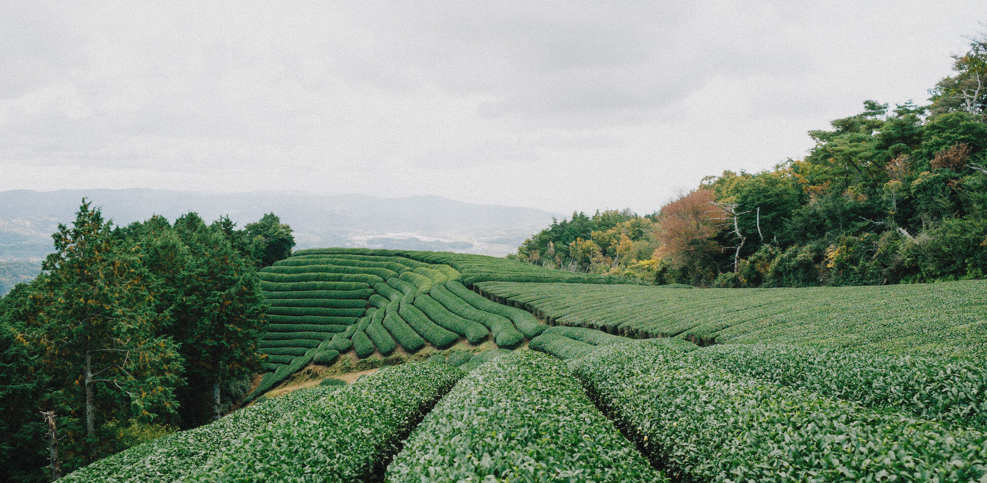 The tea planet Blog Hero