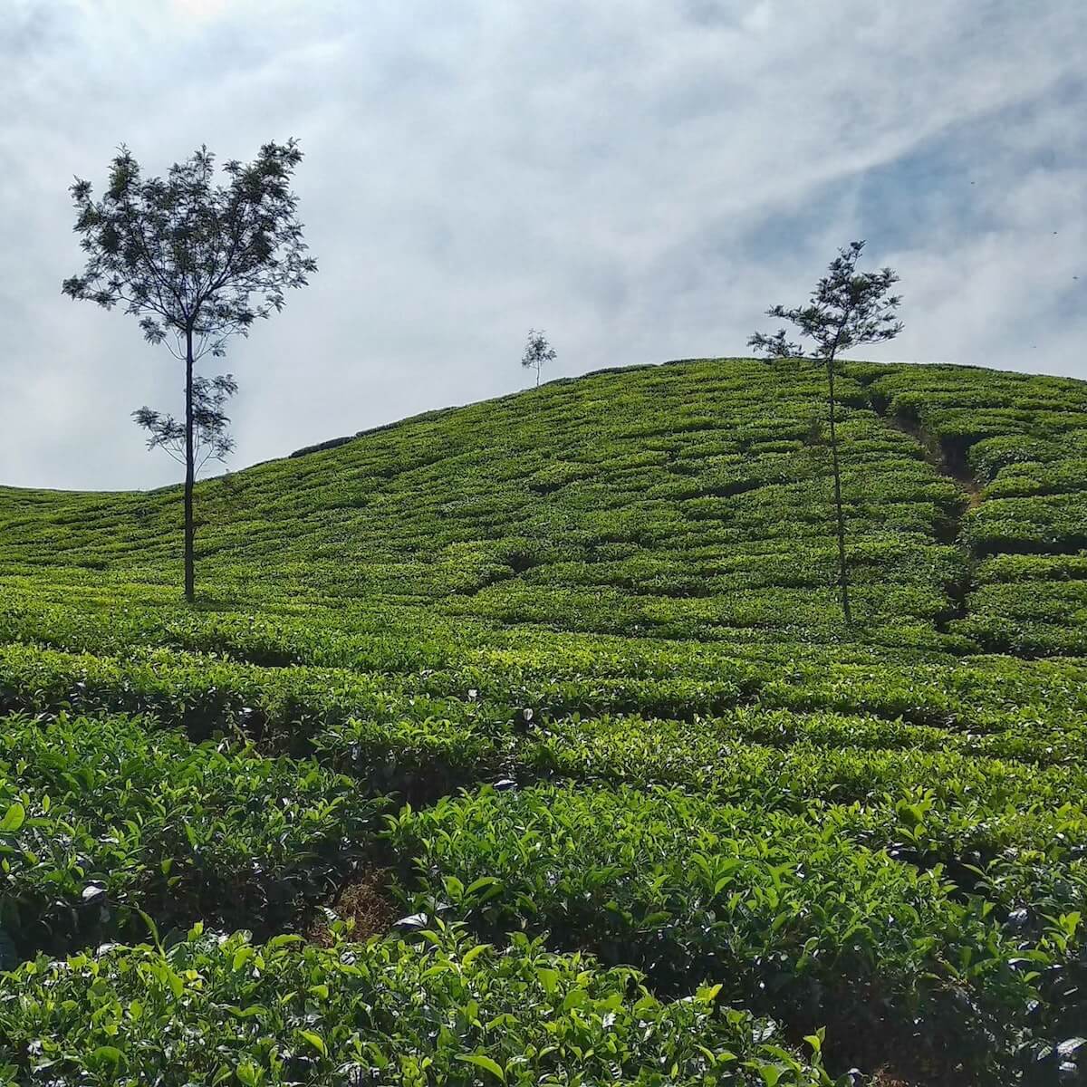 The tea planet Exports Origin