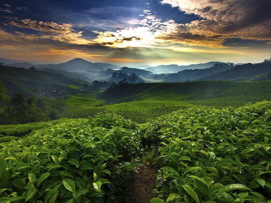 The tea planet Private label