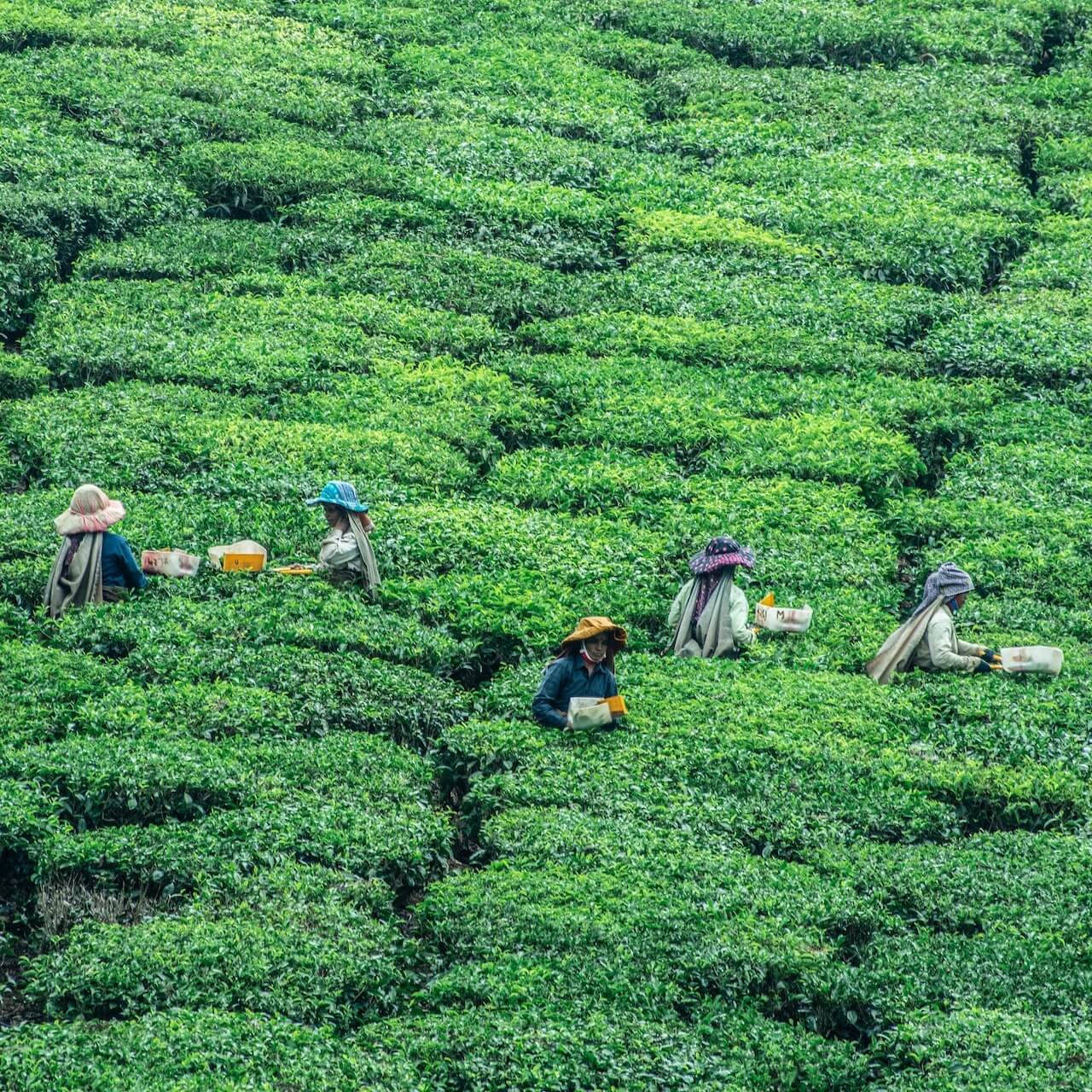 The tea planet Ethically Sourced