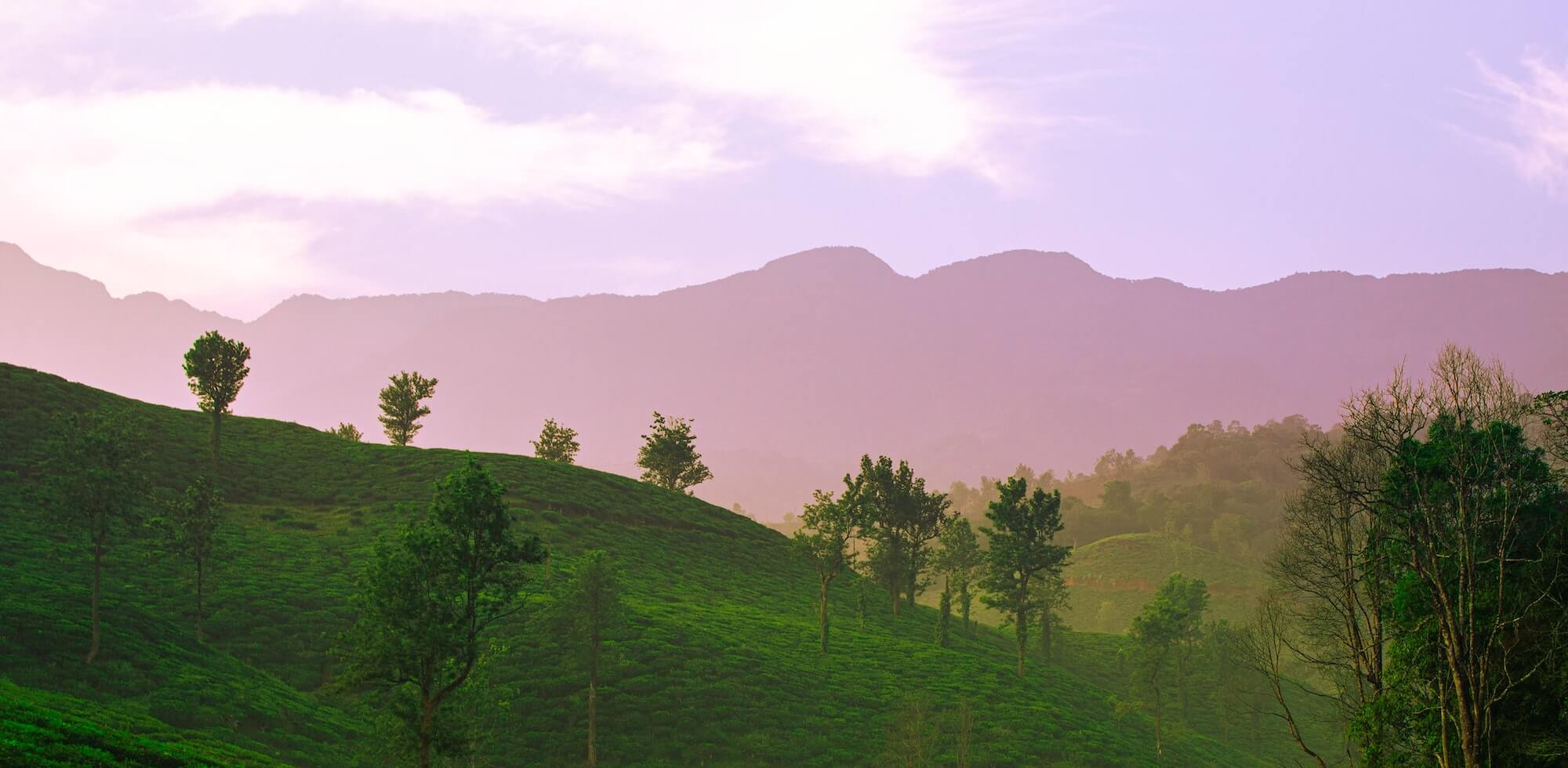 The Tea Planet Tea Garden