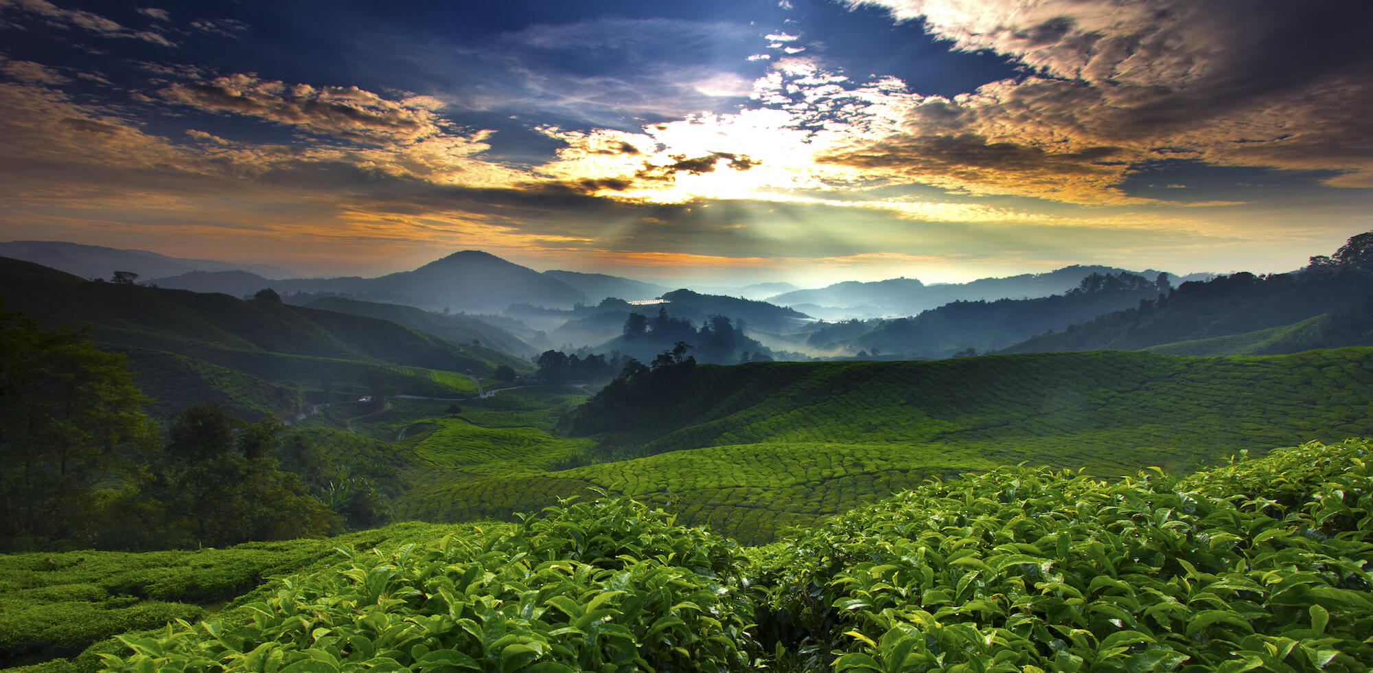 The tea planet Private Lebel Hero