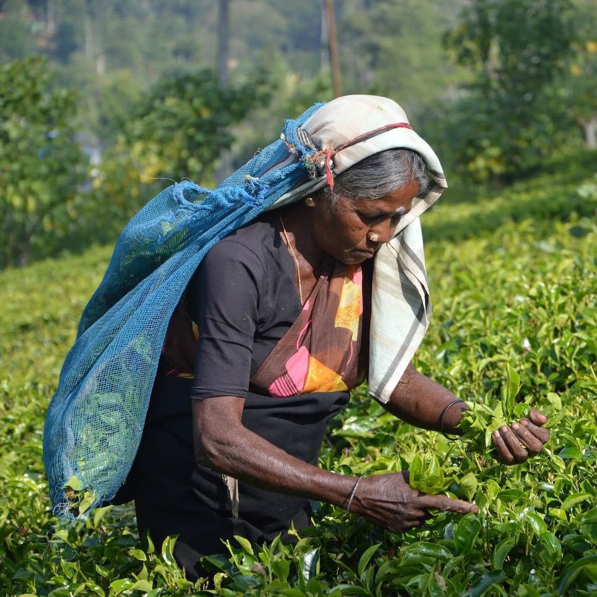 The tea planet scm