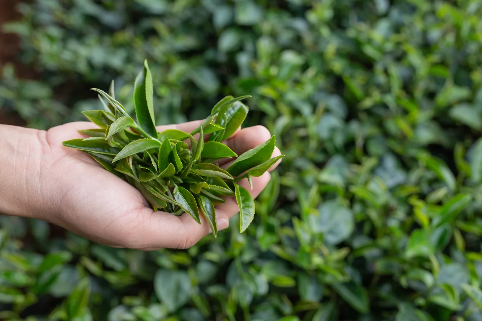 Srinivas and Madhuri Ganadinni — Founders of The Tea Planet, Ganadinni Fine Foods Impex Pvt. Ltd.